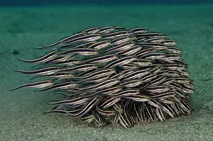 Catfish: School of Striped Catfish feeding