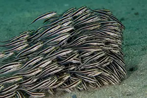 Catfish: School of Striped Catfish feeding