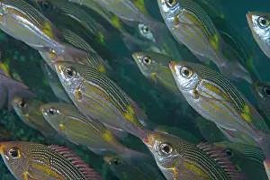 Bream: School of Striped Large-Eye Bream Manta Alley dive