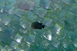 Butter: School of subadult Silver Mono with single Damselfish