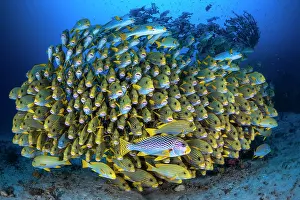 Sweetlips: School of Sweetlips : Ribbon sweetlips (Plectorhinchus