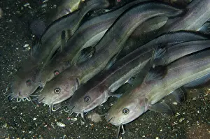 Catfishes: School of Whitelip Catfish