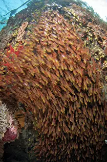 Wreck: School of Yellow Sweepers - Japanese Wreck dive