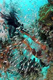 Sweeper: School of Yellow Sweepers reef scene Fish Bowl dive
