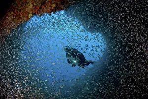Baitfish: Schooling baitfish and diver at cave entrance