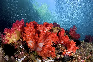 Triton: Schooling baitfish swim past coral, Triton