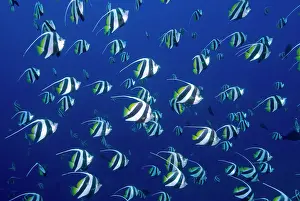 Irian: Schooling bannerfish, Raja Ampat Islands