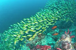 Snapper: Schooling Bigeye Snappers (Lutjanus lutjanus)