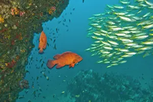 Cephalopholis: Schooling Bigeye Snappers (Lutjanus lutjanus)