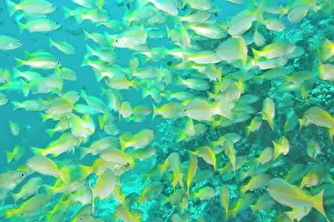 Snapper: Schooling Bigeye Snappers (Lutjanus lutjanus)
