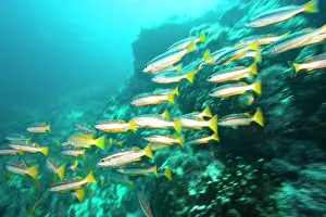 Snapper: Schooling Bigeye Snappers (Lutjanus lutjanus)