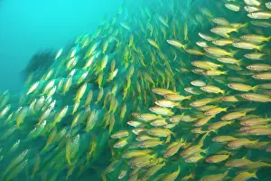 Snapper: Schooling Bigeye Snappers (Lutjanus lutjanus)