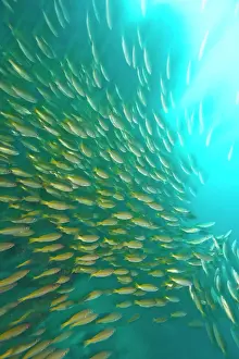 Snapper: Schooling Bigeye Snappers (Lutjanus lutjanus)