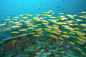 Snapper: Schooling Bigeye Snappers (Lutjanus lutjanus)