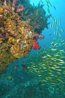 Snapper: Schooling Bigeye Snappers (Lutjanus lutjanus)