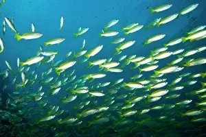 Snapper: Schooling Bigeye Snappers (Lutjanus lutjanus)