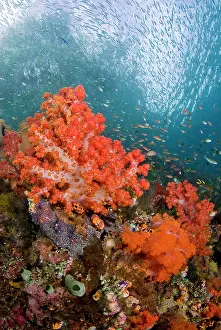 Snapper: Schooling fish swim past colorful corals