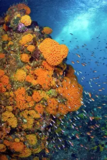 Anthias: Schooling fusiliers and anthias swim past