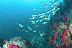 Cluster: Schooling Lunar Fusiliers (Caesio lunaris)