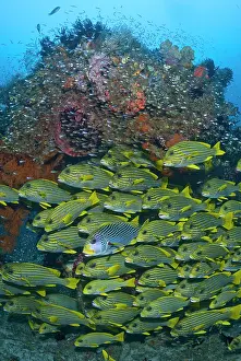 Sweetlips: Schooling Ribboned sweetlips (Plectorhinchus