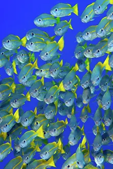 Snapper: Schooling yellowtail snapper (Ocyurus chrysurus)