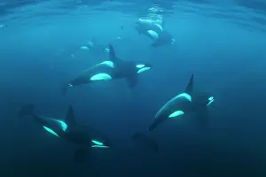 Killer: Schools with killer whales (Orcinus orca), Norway