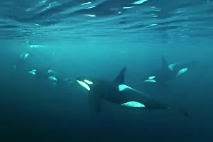 Killer: Schools with killer whales (Orcinus orca), Norway