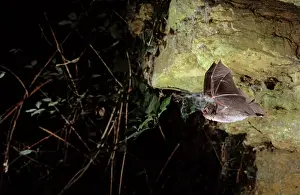 Schreiber: Schreiber's long-fingered bat flying out of a cave