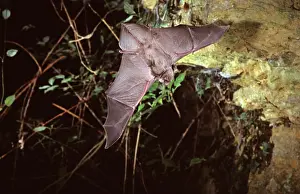 Schreiber: Schreiber's long-fingered bat flying into a cave