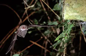 Schreiber: Schreiber's long-fingered bat flying into a cave