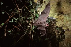 Schreiber: Schreiber's long-fingered bat flying into a cave