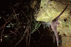 Schreiber: Schreiber's long-fingered bat flying into a cave