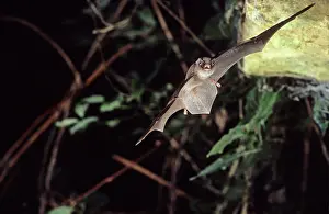 Schreiber: Schreiber's long-fingered bat flying into a cave