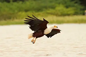 280917: Schreiseeadler, African Fish Eagle, Cuncuma vocifer