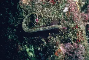 Corythoichthys: Schultz's Pipefish - Camouflaged against algae covered wall