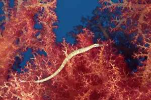 Corythoichthys: Schultz's pipefish (Corythoichthys schultzi), Red