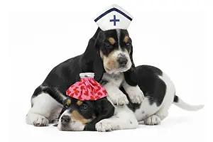 Nurses: Schweizer Laufhund / Swiss Hound Dog, puppies