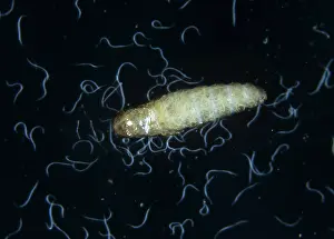 Control: Sciarid fly pupa