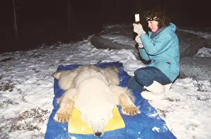 Study: Scientific Study - Research. Polar Bear