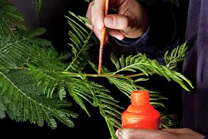 Scientists: Scientists at the laboratory marking Petioles -