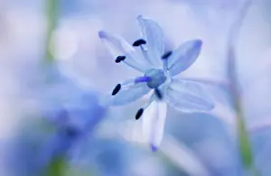 Scilla: Scilla