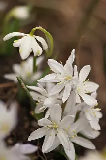 Scilla: Scilla