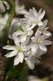 Scilla: Scilla