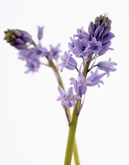 Scilla: Scilla