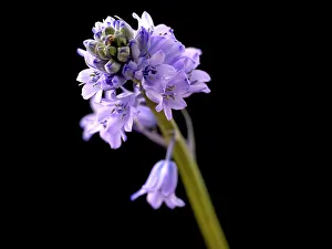 Scilla: Scilla