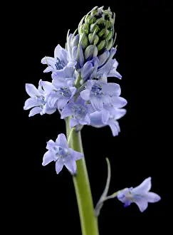 Scilla: Scilla
