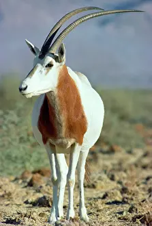 Scimitar: Scimitar-horned Oryx