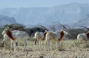 Scimitar-horned Oryx