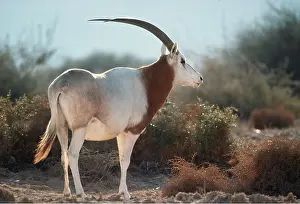 Oryx: SCIMITAR-HORNED ORYX