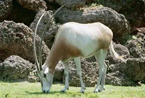 Scimitar: Scimitar-Horned ORYX - grazing